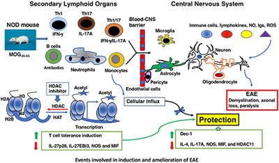 Impact of histone modifier-induced protection against autoimmune encephalomyelitis on multiple sclerosis treatment